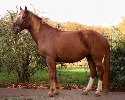 horse Alischa (Freiberger, 2018, from Don Athos CH)