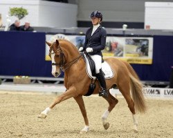 stallion Lks Mein Freund (German Riding Pony, 2014, from FS Mr. Right)