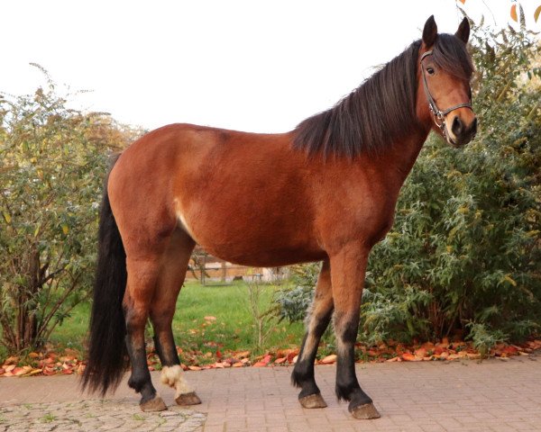 Pferd Eliana (Freiberger, 2019)