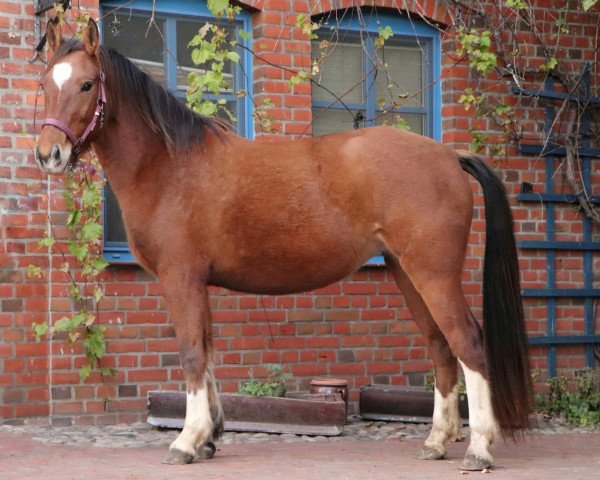 Pferd Citronelle (Freiberger, 2019)