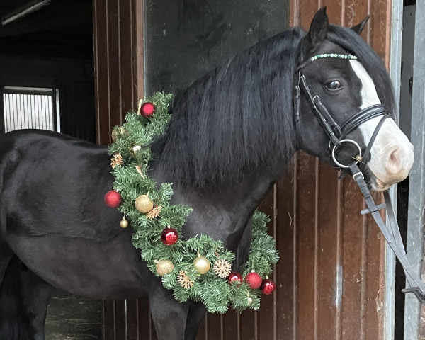 Dressurpferd Hafdre Jidan (Welsh Mountain Pony (Sek.A), 2017, von Hafdre Marchog)