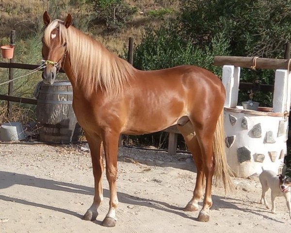 Pferd Corazon (Andalusier, 2019)