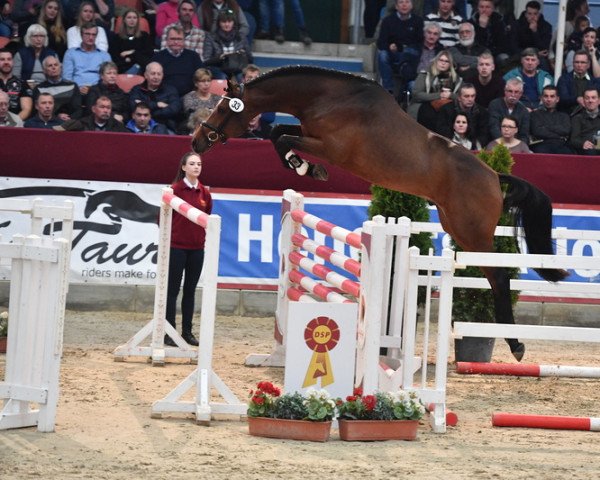 stallion Capital Bra PS (German Sport Horse, 2017, from Cormitender)