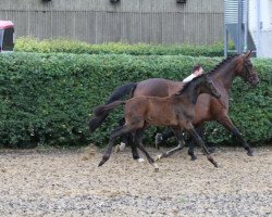 broodmare Rubinella (Trakehner, 2014, from Guardian 16)