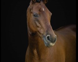 Dressurpferd BKS Daisy Duke (Deutsches Reitpony, 2012, von FS Don't Worry)