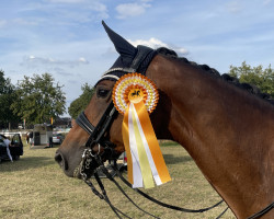 dressage horse Lady Liz 2 (Rhinelander, 2009, from Lord Loxley I)