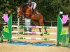 jumper Heppy Bobby (Oldenburg show jumper, 2017, from Caligula)