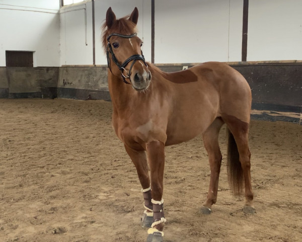 Pferd Halston Julia (Irish Sport Horse, 2017, von Kirrin Malchi)