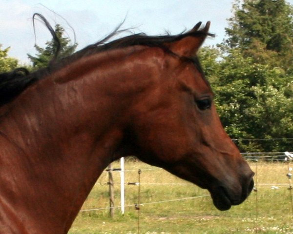 horse NAG Fahdin (Arabian thoroughbred, 2008, from El Thay Mustafa EAO)