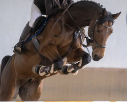 jumper Checklands Son (Oldenburg show jumper, 2011, from Checkland)