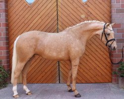 broodmare Sonnenkind (German Riding Pony, 2018, from Golden West NRW)