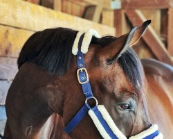 Springpferd Calmiro II CH (Schweizer Warmblut, 2010, von Conteur)