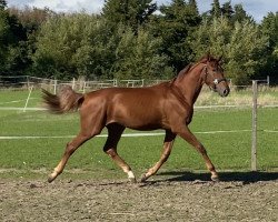 dressage horse Valerie (Hanoverian, 2021, from Vivat Rex)