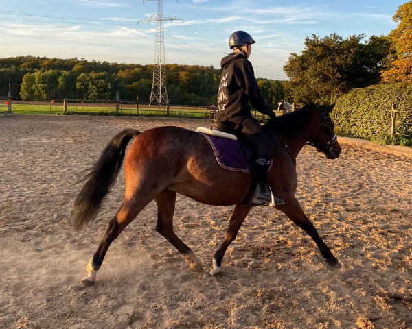 horse Ramira (German Riding Pony,  )