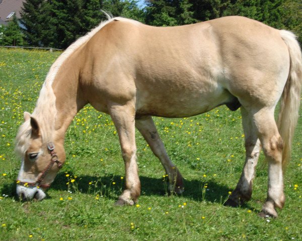 Pferd Nastor 7 (Haflinger, 1994)
