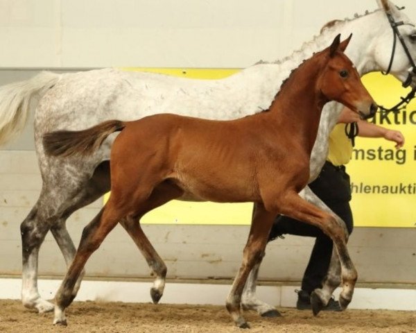 jumper Codex Muchacho (Oldenburg show jumper, 2022, from Codex Diaz Z)