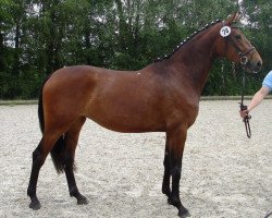 horse Florina JB (Westphalian, 2007, from Florubin)