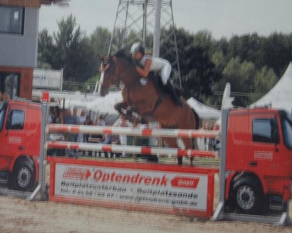 Springpferd Red & Blu (Koninklijk Warmbloed Paardenstamboek Nederland (KWPN), 1998, von Marlon)