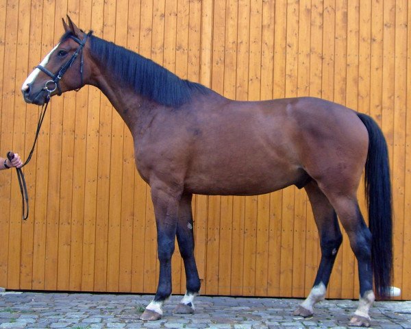 dressage horse Sausebraus (Westphalian, 2007, from Stedinger)