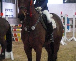 dressage horse Drosecco B (Hanoverian, 2005, from Der Lord)