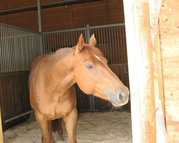 horse Nics Freckles Island (Quarter Horse, 2004, from Nics Peppy Train)