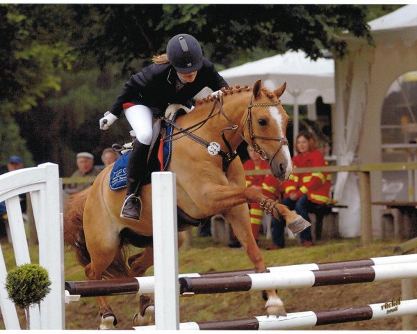 horse MPS Little Zeno (German Riding Pony, 1993, from Viktoria's Colano)