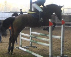 Pferd Don Joun De Marco (Belgisches Warmblut,  )