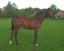 broodmare Lissy Lou (Westphalian, 2010, from Light On OLD)