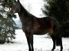 broodmare Love Day (Holsteiner, 1996, from Cor de la Bryère)