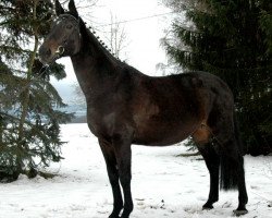 broodmare Love Day (Holsteiner, 1996, from Cor de la Bryère)