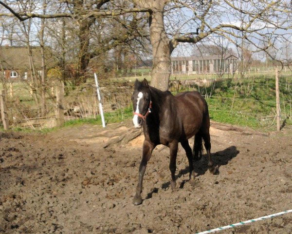 broodmare Famosa (German Riding Pony, 2001, from Kaiser Konrad)