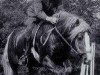 stallion Winchester 5 (Haflinger, 1957, from 122 Wardein)