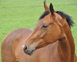 dressage horse Candela 22 (Westphalian, 2002, from Cordobes I)