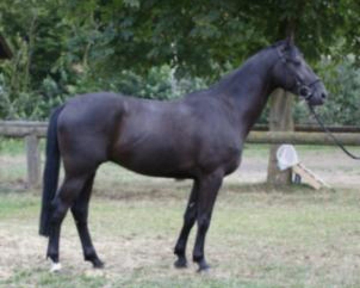 jumper Phantom 73 (Westphalian, 2006, from Praktiker)