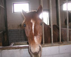 dressage horse Cascajo (Westphalian, 2002, from Cocky Man)