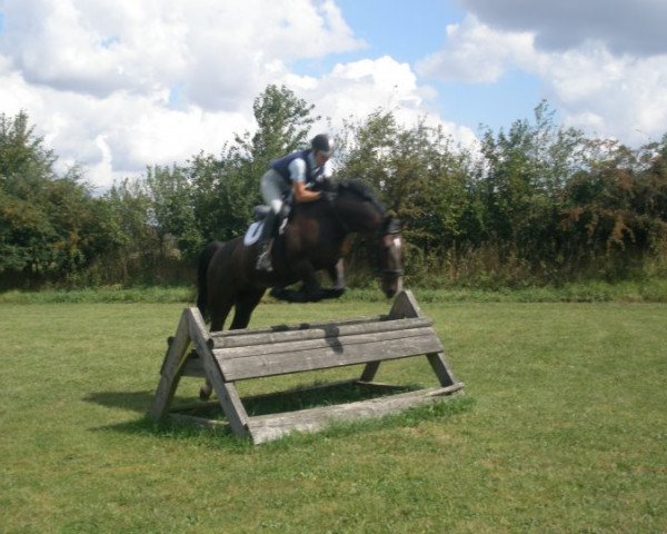 dressage horse Dream Dancer (Oldenburg, 1996, from Donnerhall)