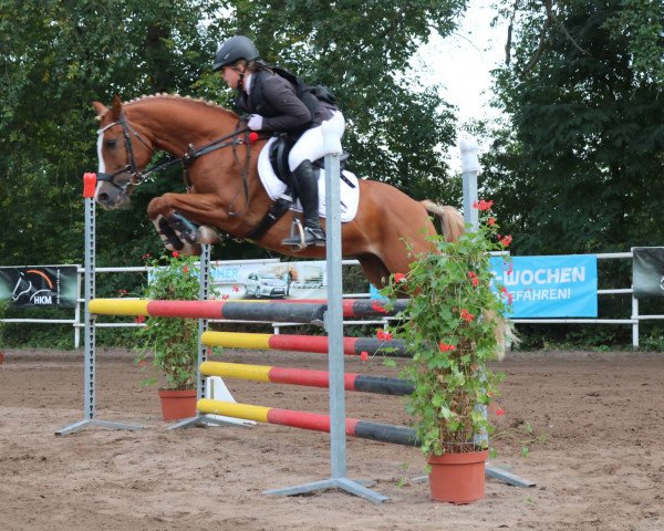 jumper Bacary (German Riding Pony, 2012, from Baccarat)