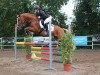 jumper Bacary (German Riding Pony, 2012, from Baccarat)