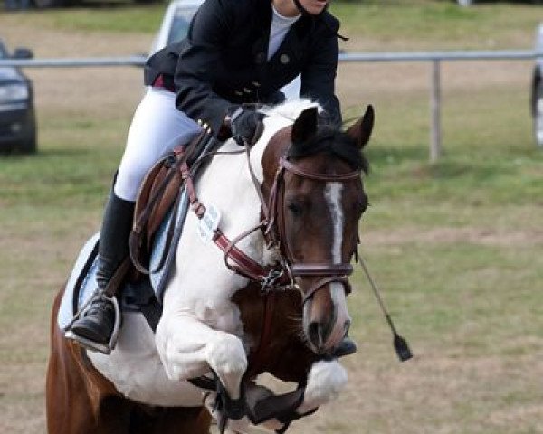 Pferd Störtebecker 4 (Deutsches Reitpony, 1993, von Sando Paso N)