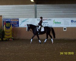 Pferd Nando (Polnisches Warmblut, 2004, von Harwest)