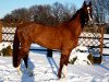 Pferd Flying Sensation K (Westfale, 2002, von Ferragamo)