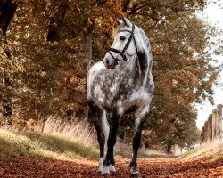 jumper Grand Corrada S (German Sport Horse, 2015, from Ggn Grand Pilot)