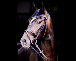 dressage horse de La Silva (Mecklenburg, 2017, from Daily Deal)