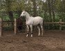 dressage horse Scheun Kerl (Oldenburg, 2009, from Swarovski)