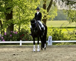 dressage horse Santorini 9 (Oldenburg, 2004, from Sandro Hit)