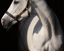 Springpferd Pippa de Fontanelle CH (Schweizer Warmblut, 2011, von Ugano Sitte)