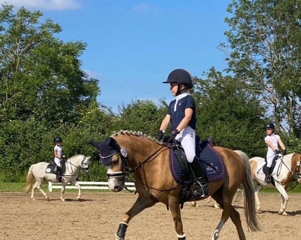 dressage horse Miss Unisvers (unknown,  )