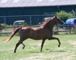 horse Polarstern (Mecklenburg, 2002, from Pamir ox)