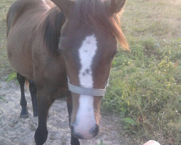 horse Speedy Somolly (German Riding Pony, 2009, from Special Dream TCF)