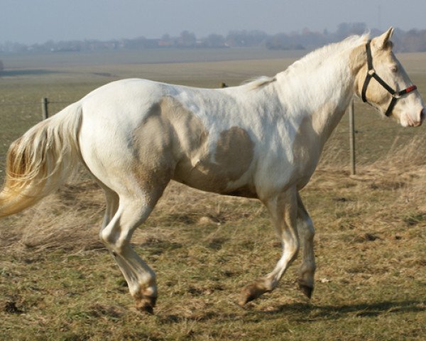 Deckhengst Star In Montana (Paint Horse, 2007, von MKS Magic Johnson)
